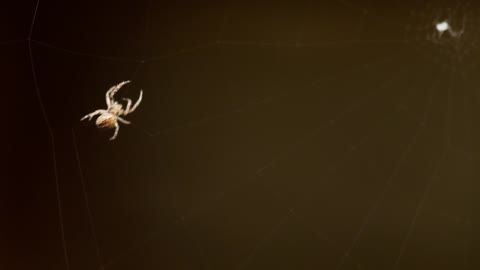 Animals and Nature # spiders # Hairy spiders # spiders crawling on spider webs #