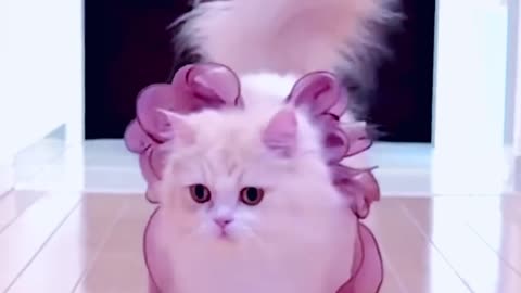 Cute & cat fashion funny video