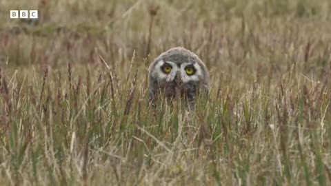 Feeding snowy owl chicks is no mean feat 😂 _ Frozen Planet II - BBC