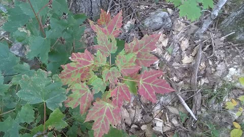 Fall Foliage