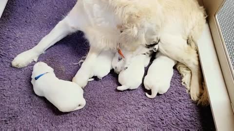 Eva's Litter, 2 Weeks Old