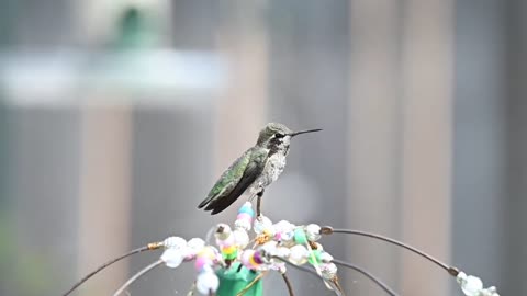 Hummingbird Sounds Hummingbirds chirping The Sounds of Hummingbirds nonstop