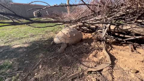 Tortoise Laying Eggs-1