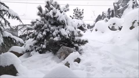 Schneeleopard erkundet verschneites Leipziger Himalaya