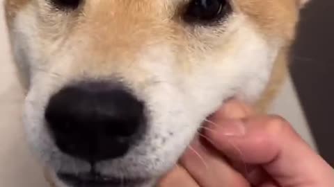 Dog owner abuses his shiba lnu