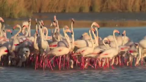 Flamingos Exotic and enchanting animals