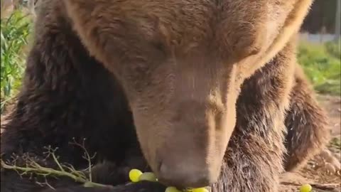 How does such a big bear consume grapes in such a tidy way