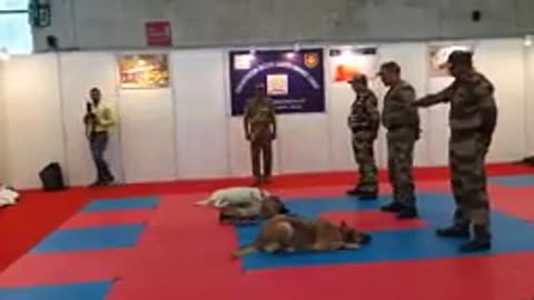 Dog army training