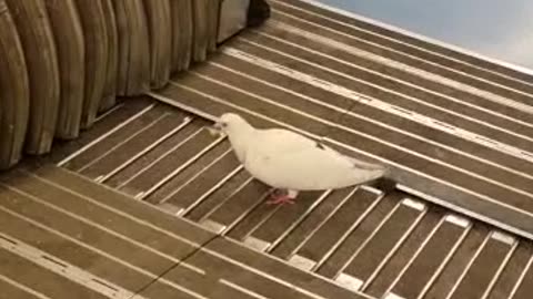 A Pigeon's Morning Commute