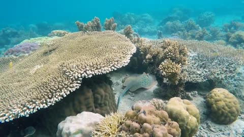 Sting Ray Fish Marine