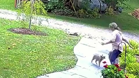 WILD FOX ATTACK; HOME SURVEILLANCE RECORDED JULY 2022