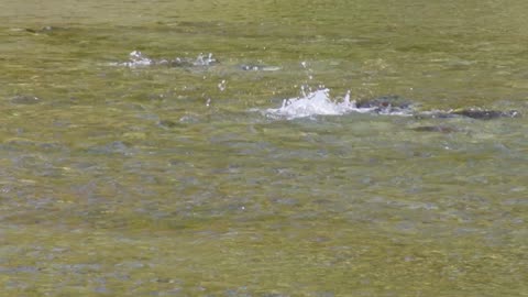 Sockeye Salmon-Spawning