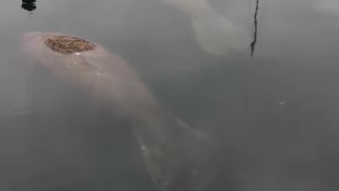 Enchanting Encounter: Manatees Swimming in Key West Waters | Captivating Moments of Marine Life