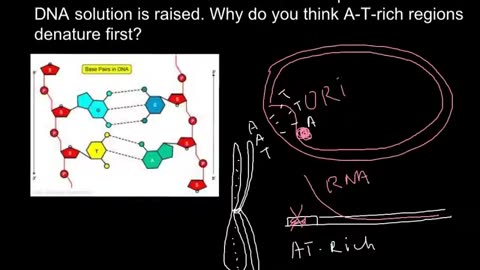 A-T rich islands of DNA