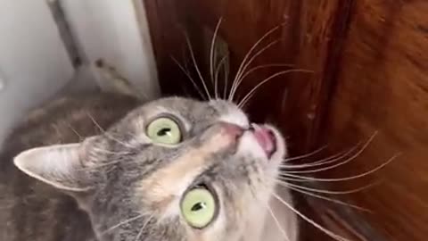 Cute cat meowing 😍😍😍😍