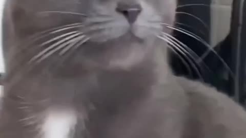 Funny Cat video 😂