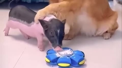 This is a very clever dog.dog and the pig.