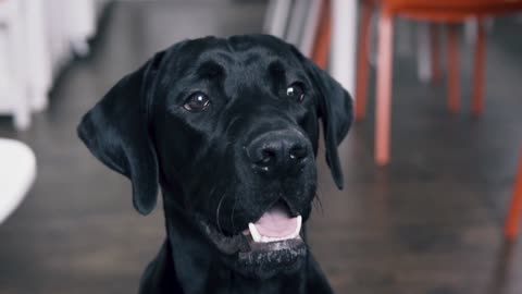 A black labrador