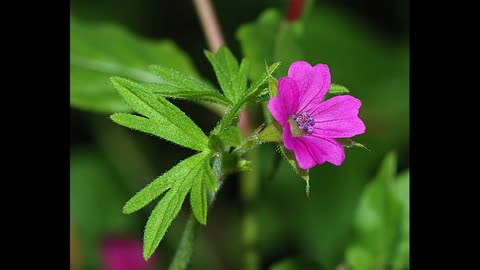 "Results of last night's massive Geranium strikes" (23.10.22)