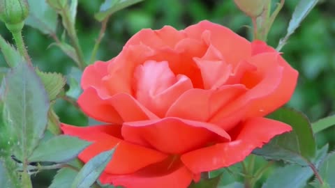 Time Lapse - Blooming Flower