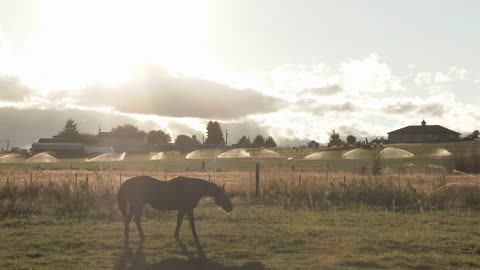 Ranch Horse Feeding In Pasture