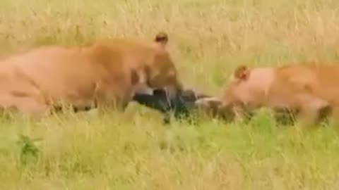 "Lioness Displays Ferocity in Attack on Hyena"