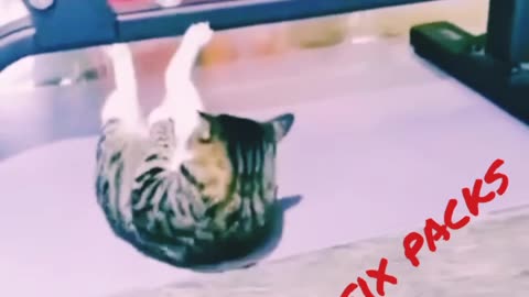 Funny cat doing gym for six packs