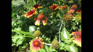 Brightly Colored Hug ~ Blanket Flower July 2021