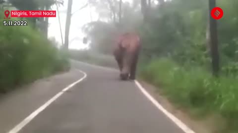 Watch: Wild Elephant Chases Forest Vehicle In Nilgiris, Tamil Nadu