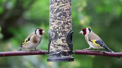 Goldfinches Birds Eating - Birds Chirping Sound Nature Video