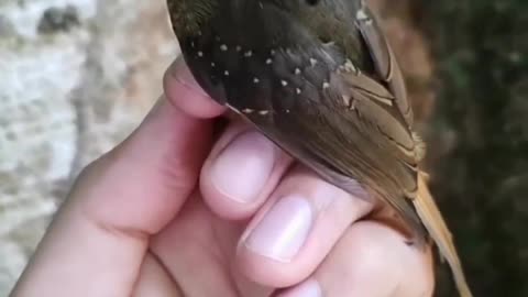 "Unveiling the Majestic Splendor of the Amazing Royal Flycatcher: A Golden Triumph of the Avian World!"