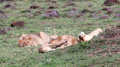 African Lion Pride: The Circle of Life