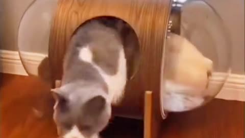 Cat vs. Dog Fights: The Ultimate Showdown