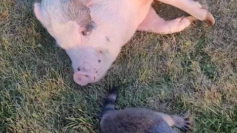 Raccoon Hangs Out With Pig Pal