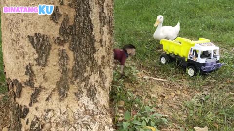 Cute Monkey Luby and Duck Go Fruit Picking in the Garden