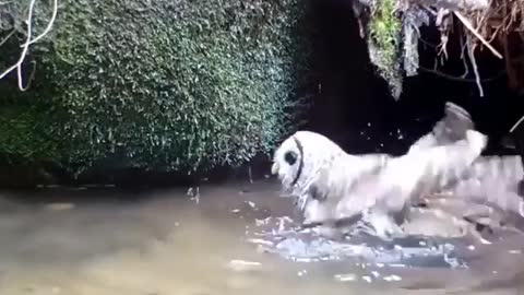 Owl fun in the water, owl bathing in the river