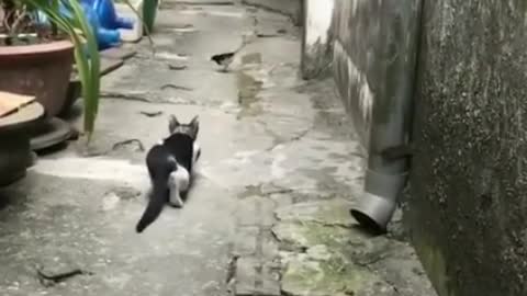 A cat dangerous moment......