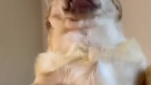 Super funny dog