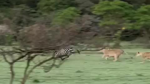 The hunter Got it wrong. Unlucky today. #lions Vs #zebra #s