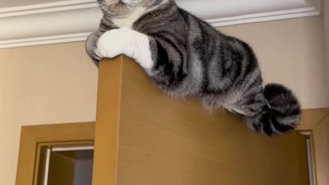 Funny cat hanging on door