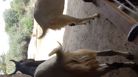 OMG Goat meeting first time in villag part 01