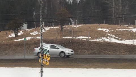 Wild Turkeys take a chance crossing busy road