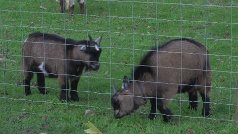 surrey park farm baby goat raw 5