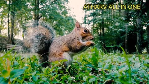 #wildanimals #wildlife @atharvallinone Wild Animals Collection in 4K, Wild Animal 4K Video