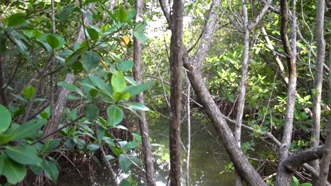 Unraveling the Mystery: NASA Pinpoints Cause of Florida Mangrove Die-Off 🌿