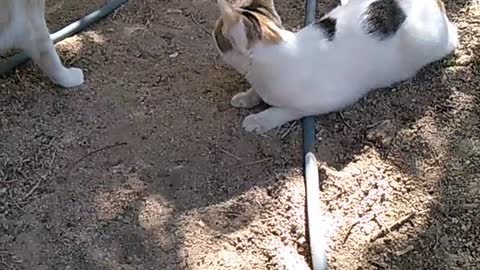 Egyptian cat playing on the sand