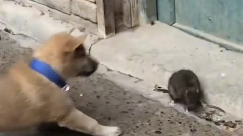 Dog vs Rat