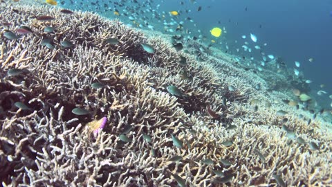 Amazing diversity of marine and aquatic animals in the coral reef