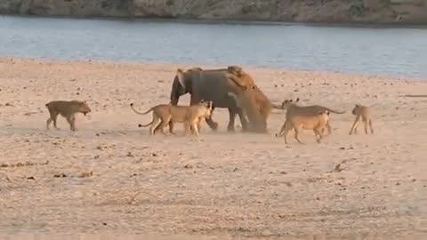 Lion team attacking on elephant