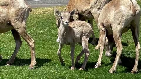 Big Horn Sheep 4/28/22